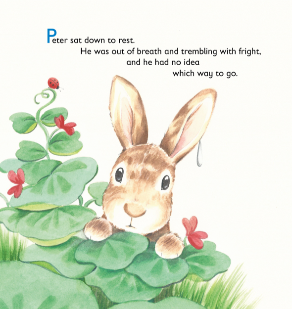 Tale of Peter Rabbit (Picture Book) – Page Publications