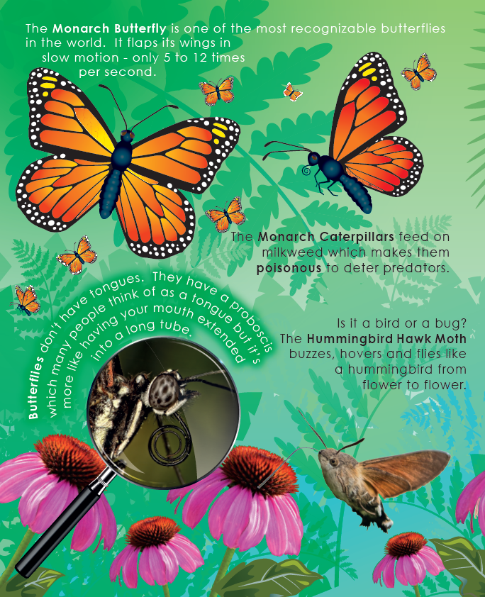 Lift the Flap: Learn About Bugs and Other Creepy Crawlies