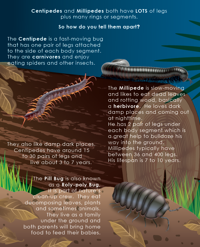 Lift the Flap: Learn About Bugs and Other Creepy Crawlies